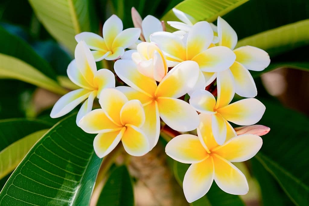 14 flowers mean death frangipani