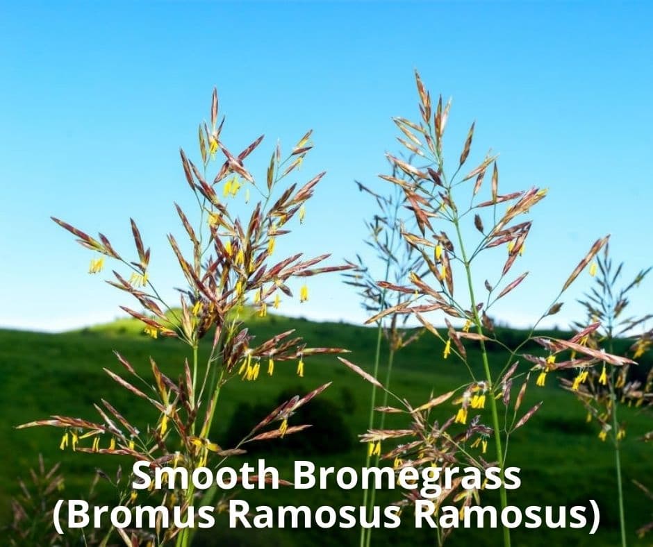 14 smooth bromegrass