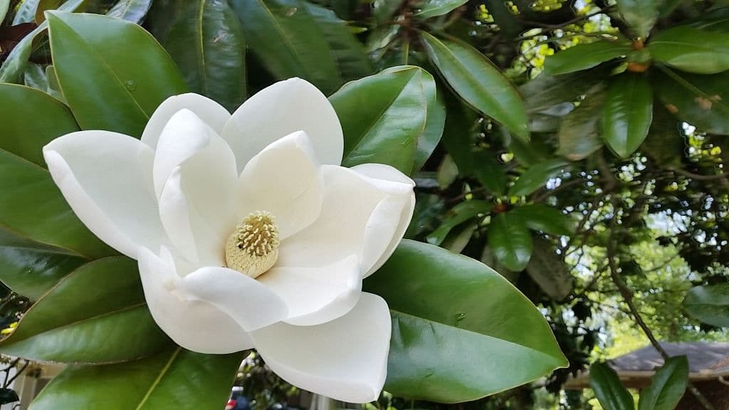 14 trees with white flowers southern magnolia