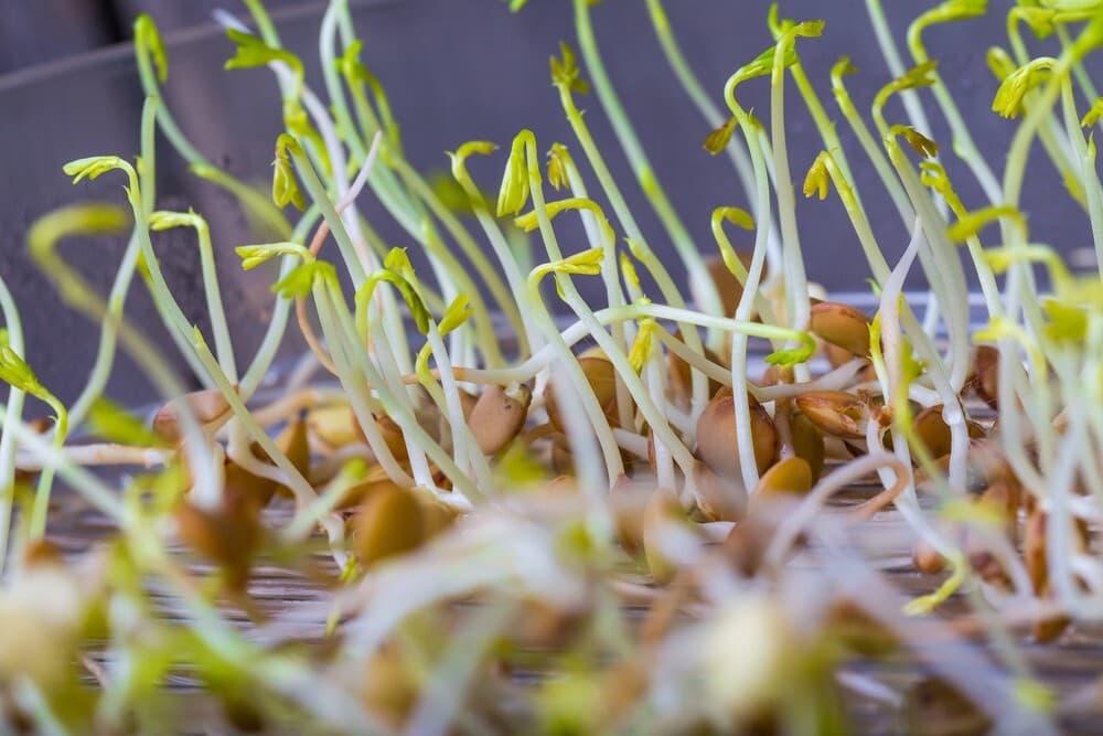 15 plants that grow in the dark beansprouts