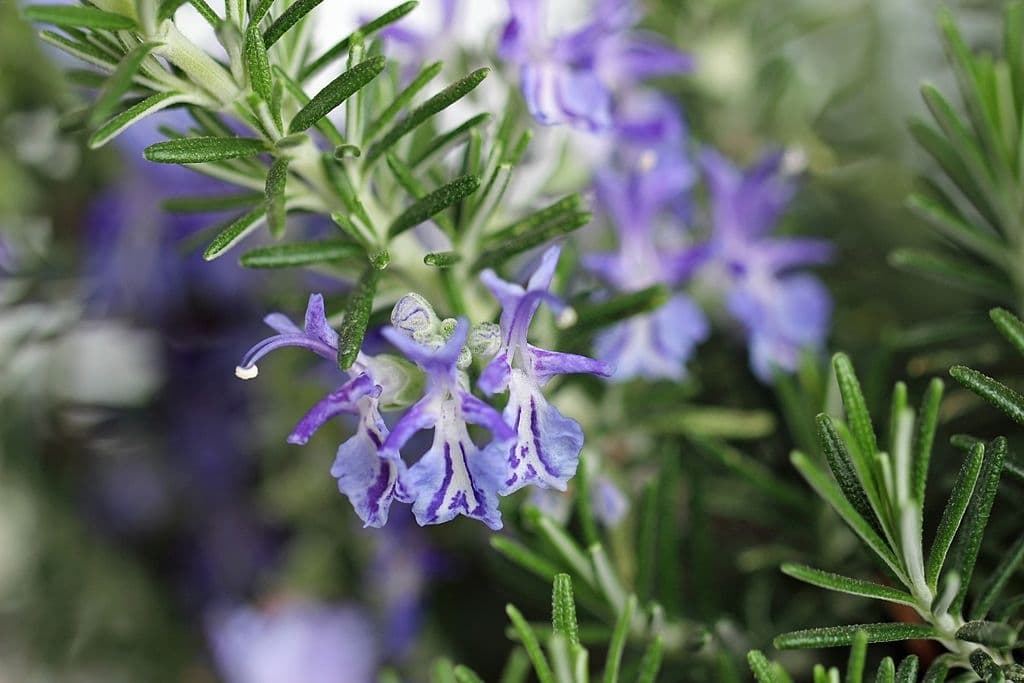 15 plants that repel roaches rosemary