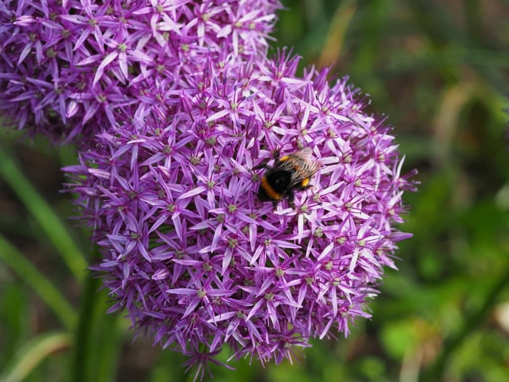 15 plants that repel wasps allium
