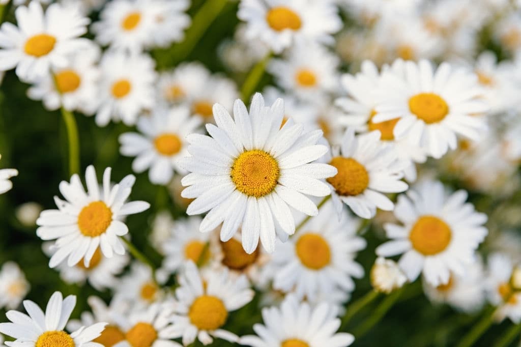 16 flowers mean death daisies