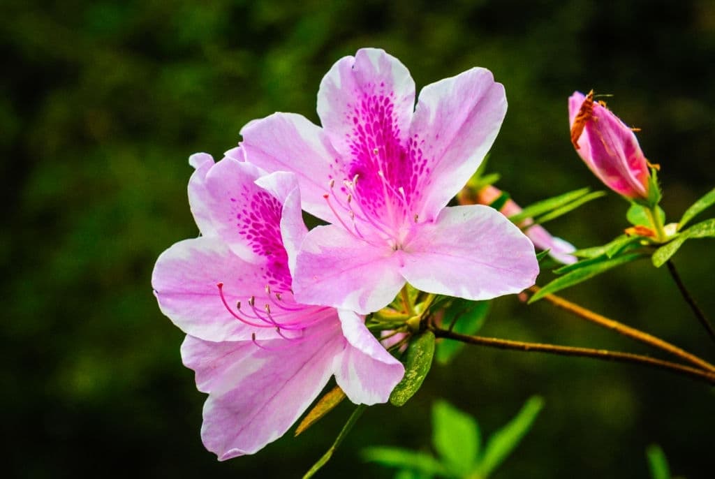16 flowers that look like roses azalea