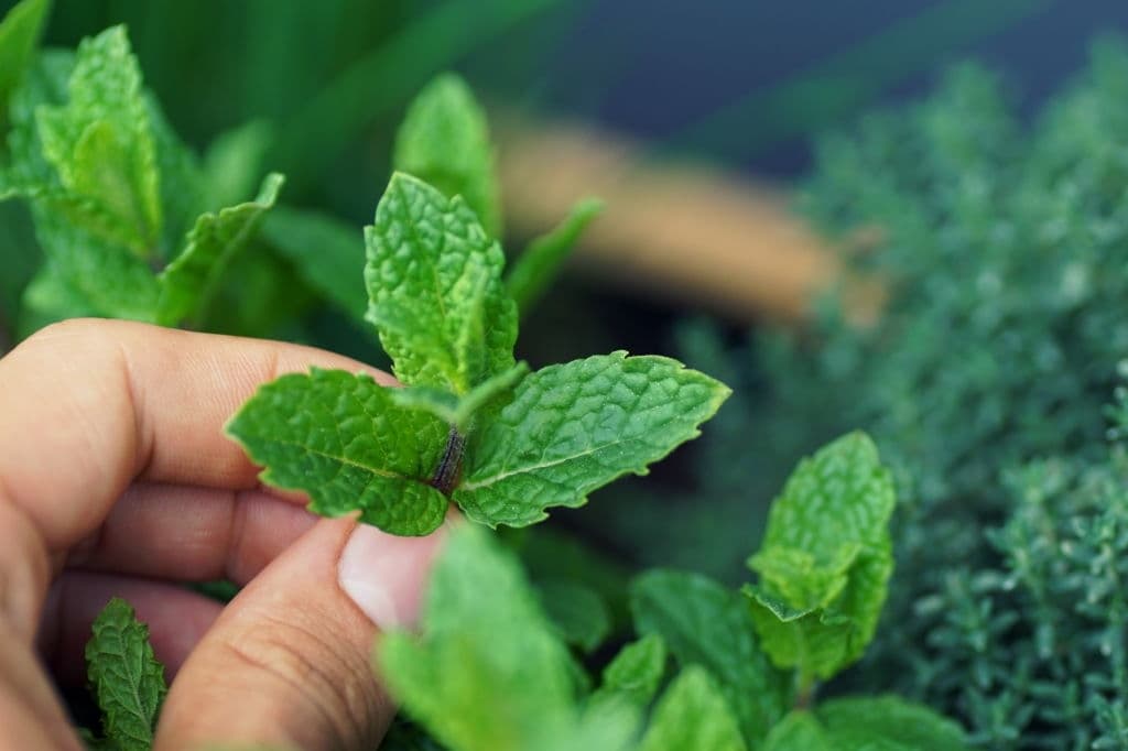 16 plants that grow in the dark mint