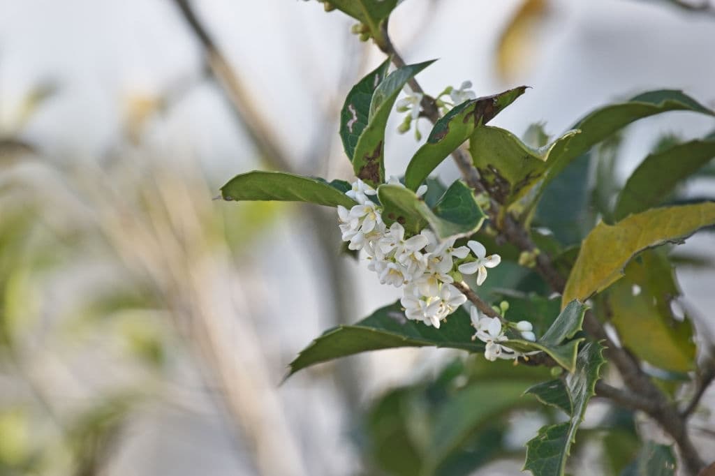 16 trees with white flowers osmanthus fragrans