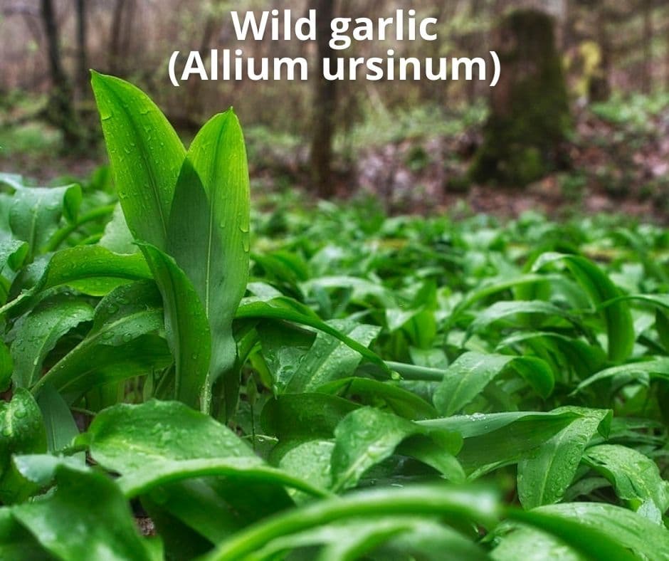 16 wild garlic
