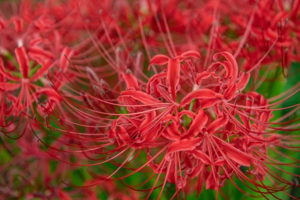 17 flowers mean death red spider lilies