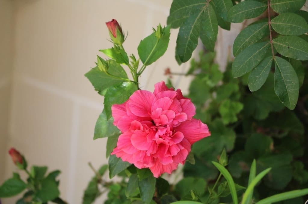 17 flowers that look like roses Hibiscus syriacus