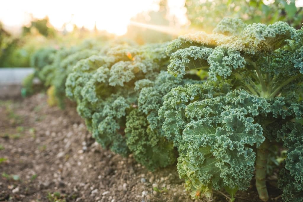 17 plants that grow in the dark kale