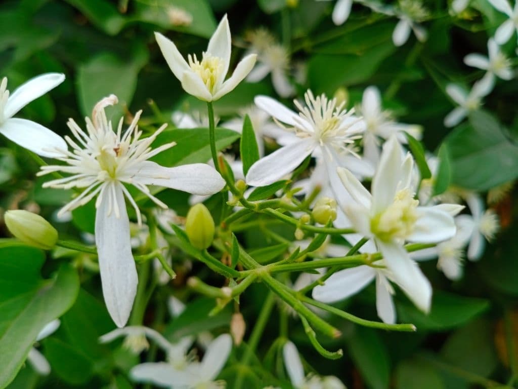 17 trees with white flowers night blooming jasmine