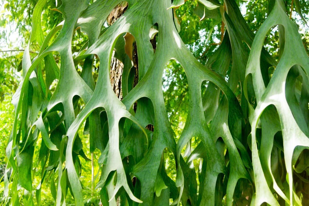 18 plants repel snakes aristolochia indica