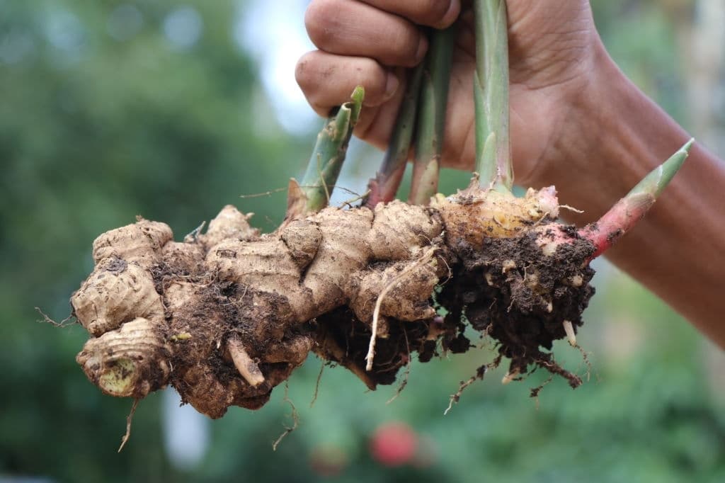 18 plants that grow in the dark ginger