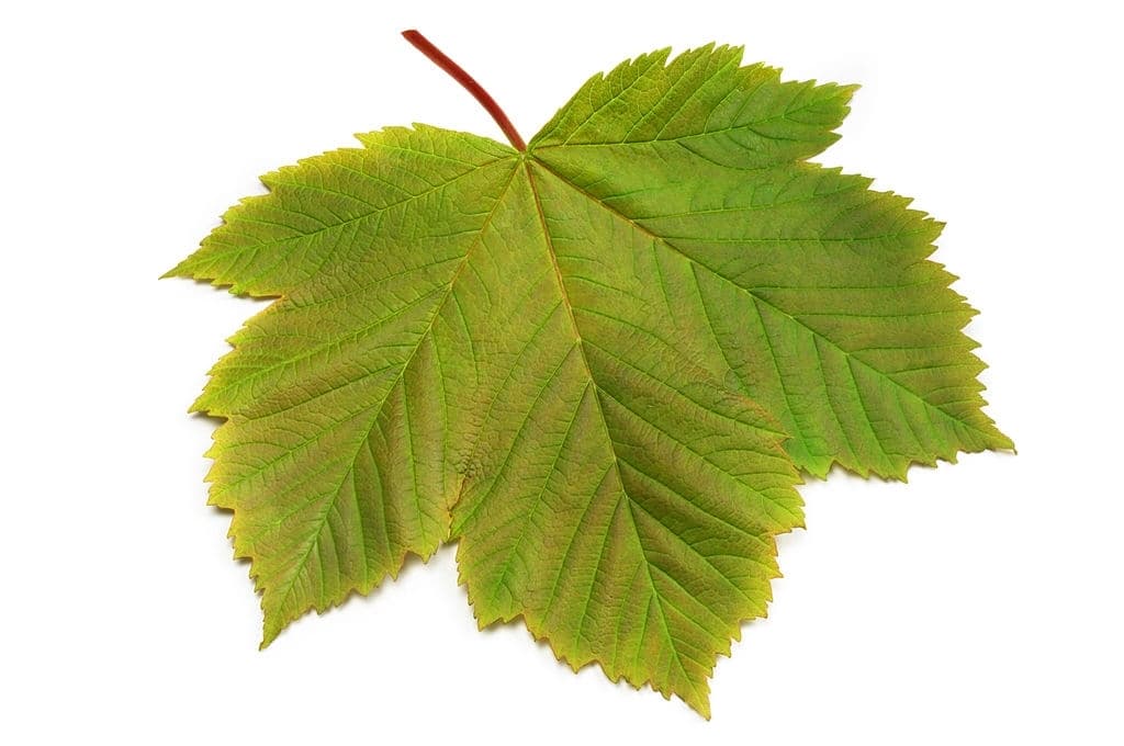 18 sycamore maple leaf