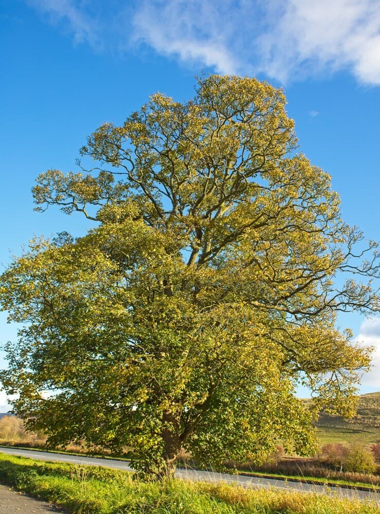 18 sycamore tree acer pseudoplatanus