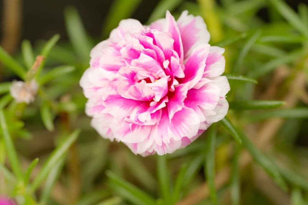 19 flowers that look like roses portulaca grandiflora or moss rose