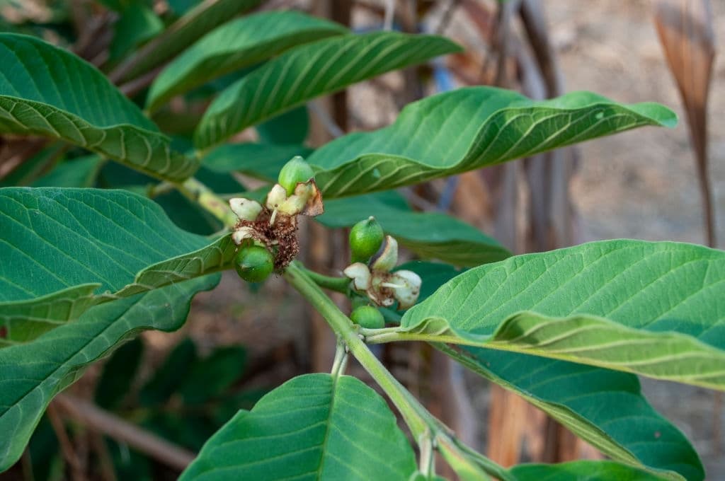 19 plants repel snakes guava
