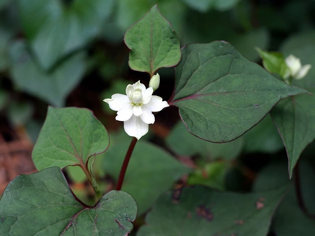 19 plants that grow in the dark houttuynia cordata
