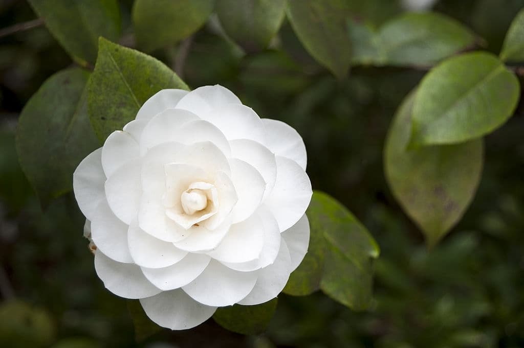 19 trees with white flowers camelia