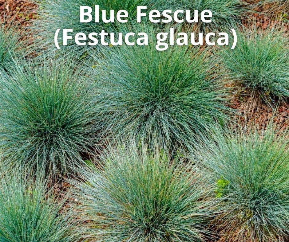 2 blue fescue festuca glauca