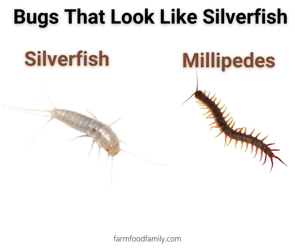 2 bugs that look like silverfish