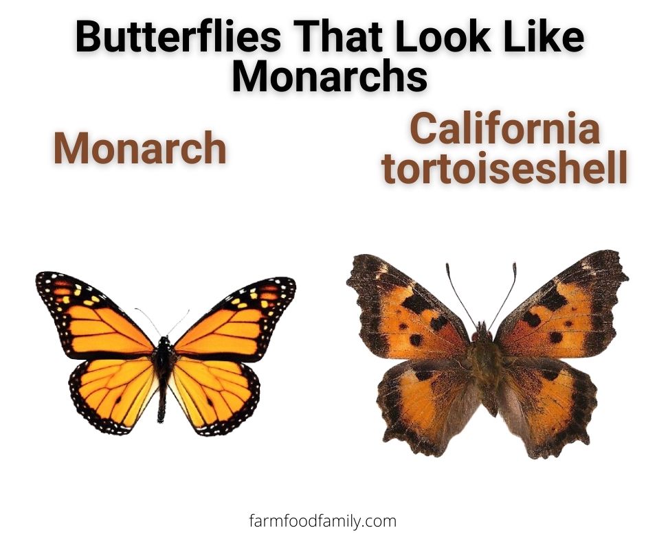 2 butterflies that look like monarchs