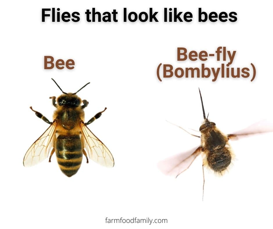 2 flies that look like bees