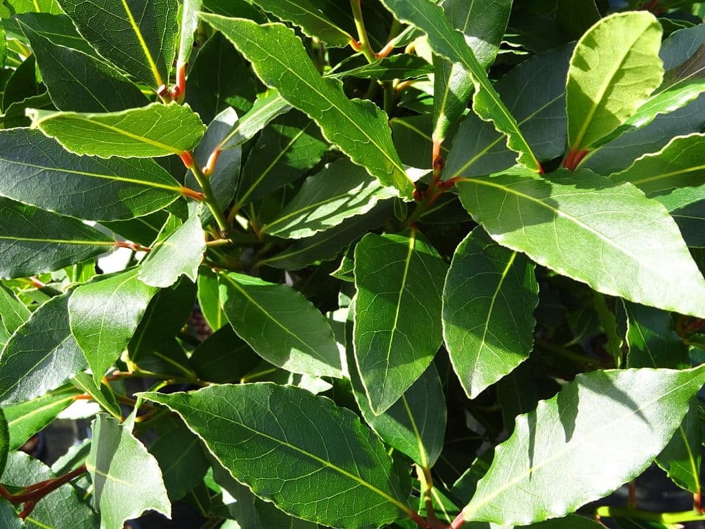 2 plants that repel roaches bay leaves