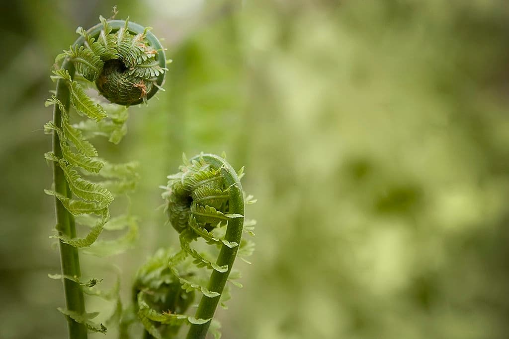 20 plants that grow in the dark fiddlehead ferns