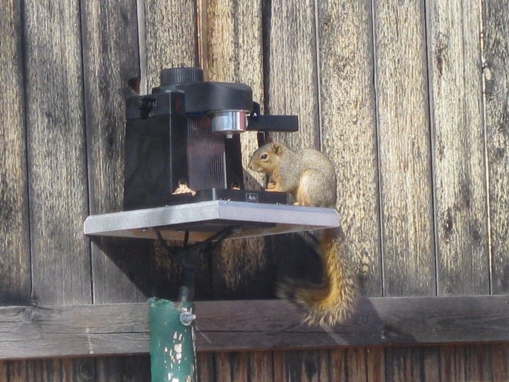 20 squirrel feeder plans