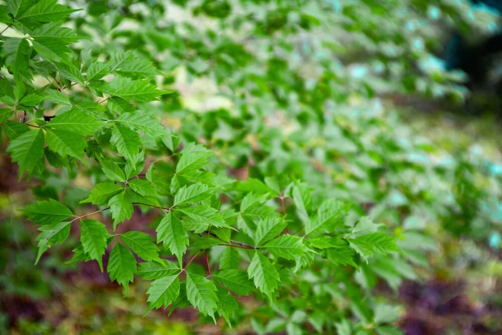 21 acer cissifolium leaves