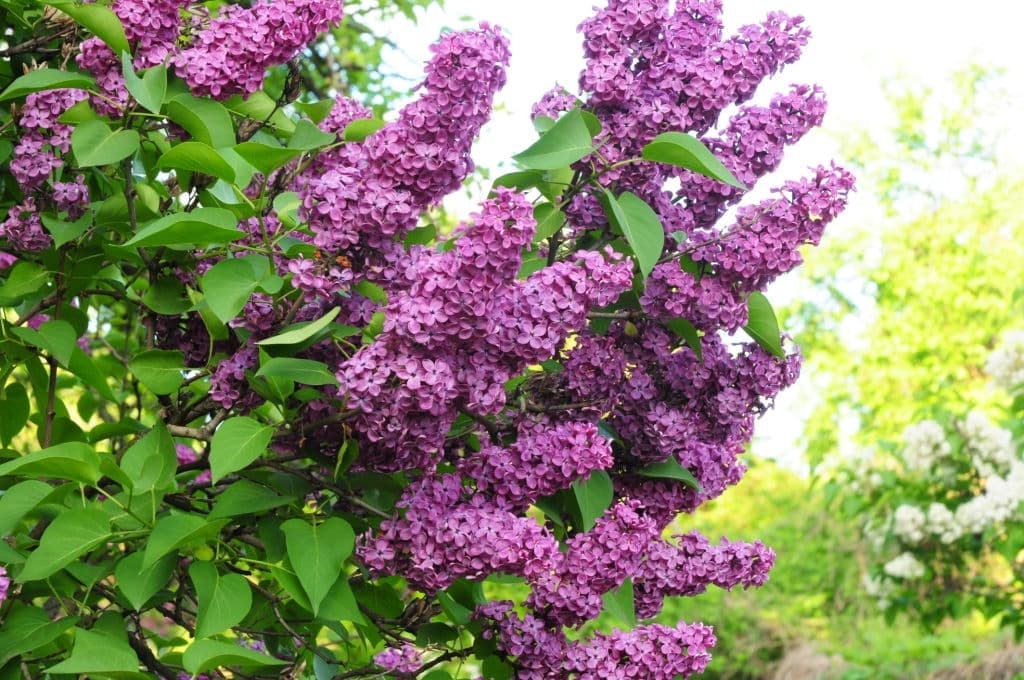 21 flowers mean death lilac