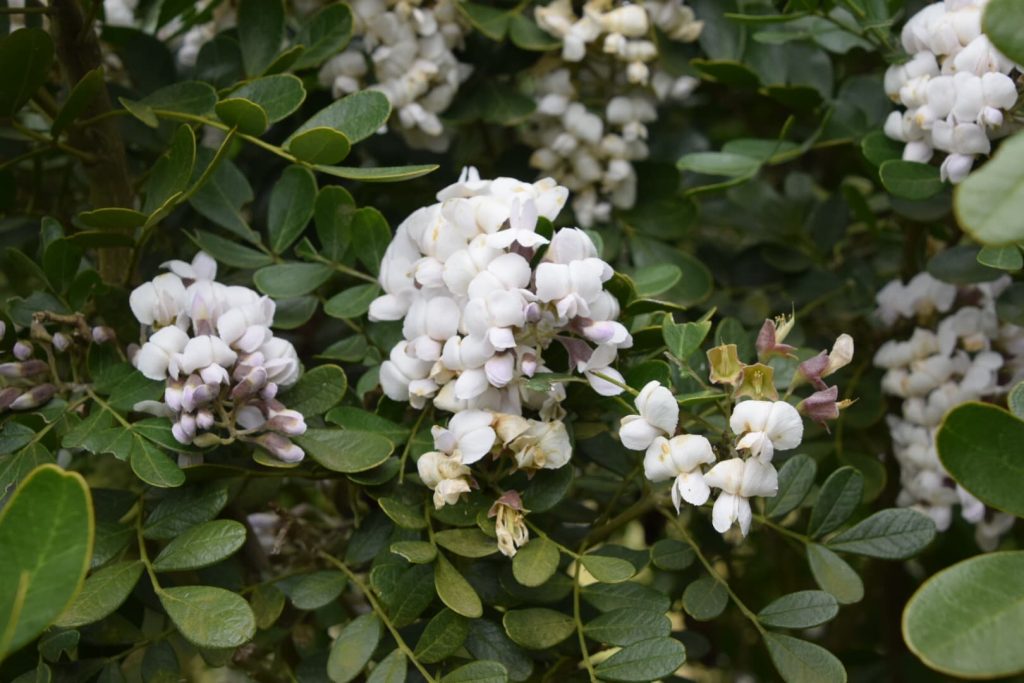 22 trees with white flowers Texas mountain laurel