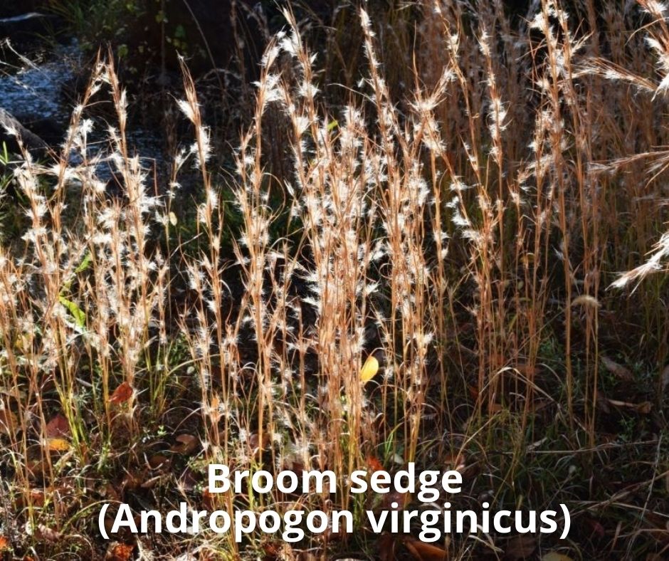 3 broom sedge andropogon virginicus