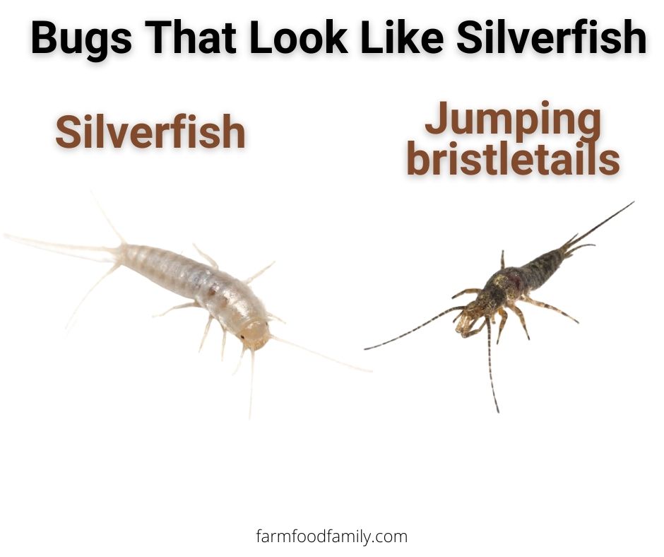 3 bugs that look like silverfish