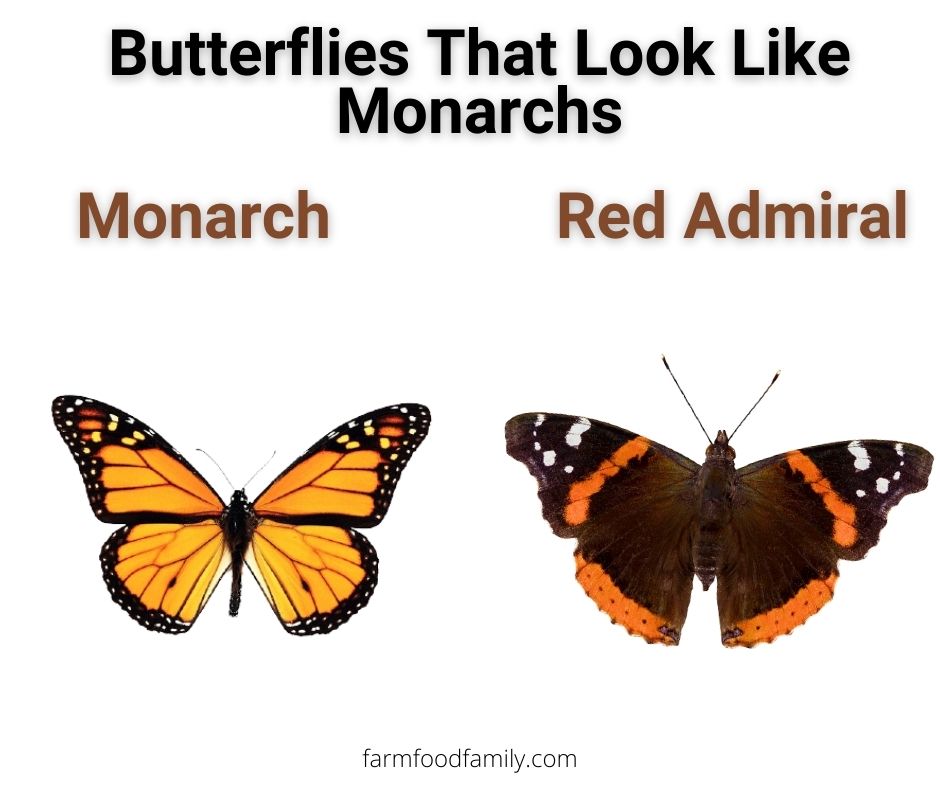 3 butterflies that look like monarchs