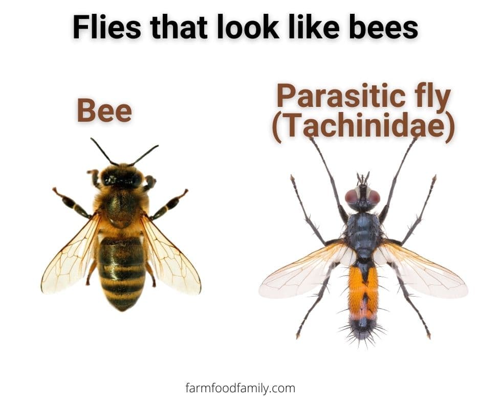 3 flies that look like bees
