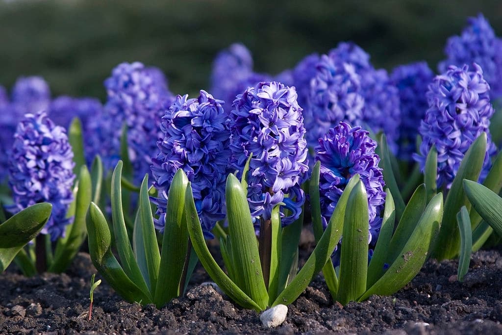3 flowers mean death hyacinth