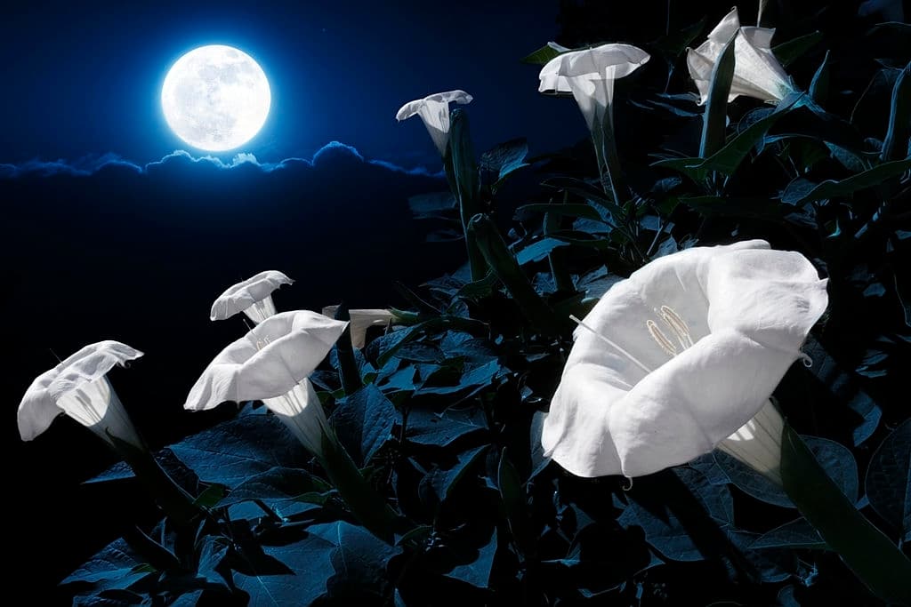 3 flowers that bloom at night