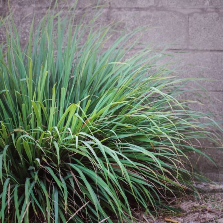 20 Best Plants That Repel Snakes (With Pictures) Farm