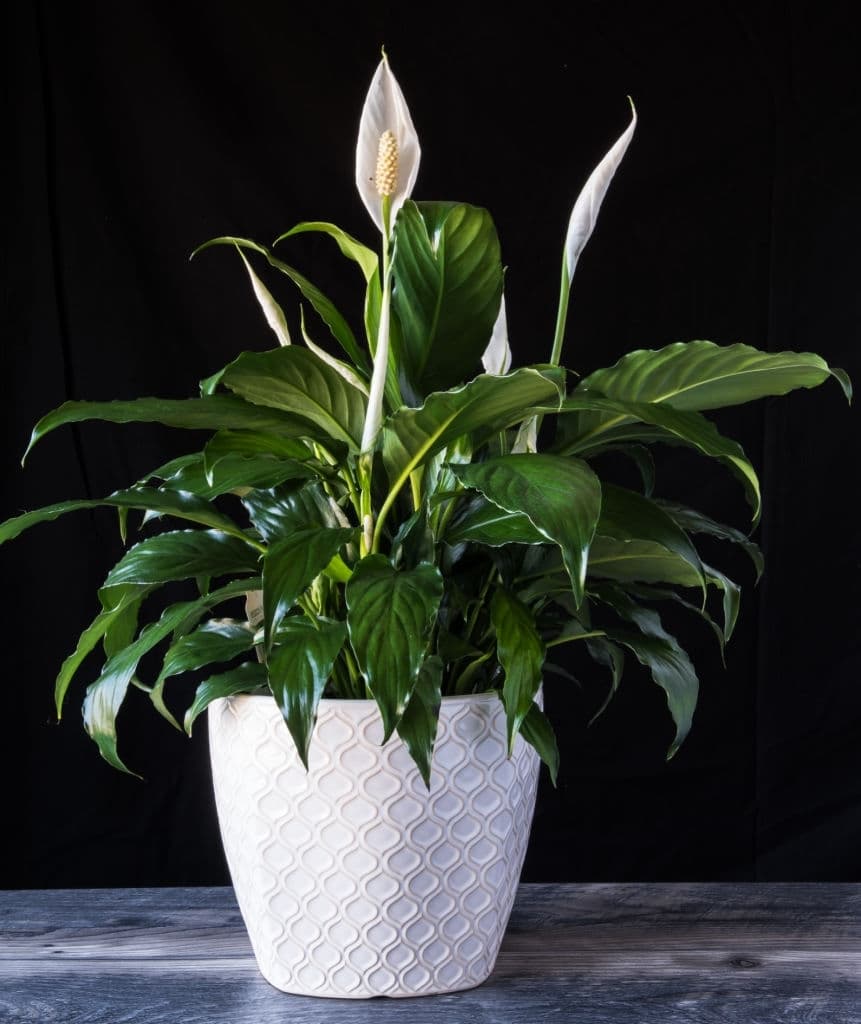 3 plants that grow in the dark peace lily