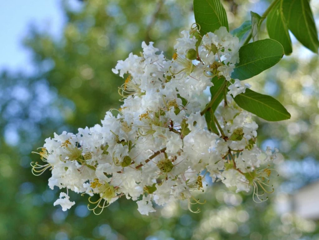 31 trees with white flowers natchez crape myrtle