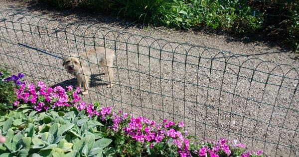 30 Dog Fence Ideas And Designs, Keeping Dogs Out Of Garden