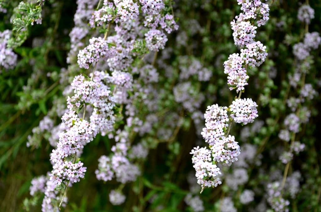33 trees with white flowers buddleja alternifolia