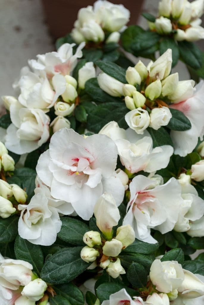 34 trees with white flowers rhododendron indicum