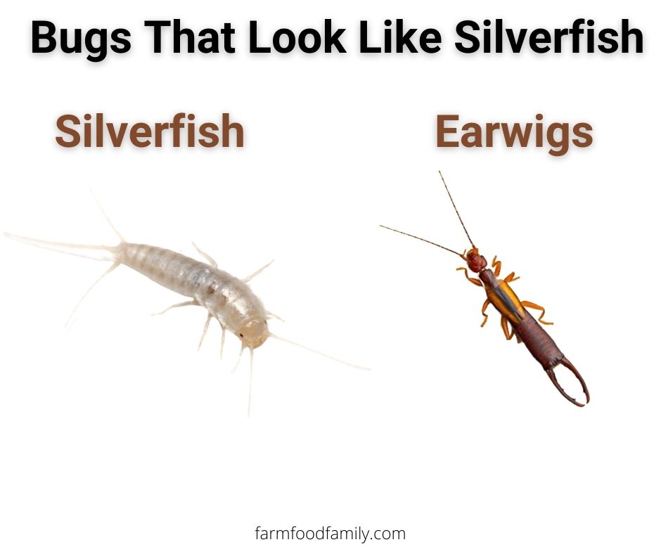 4 bugs that look like silverfish