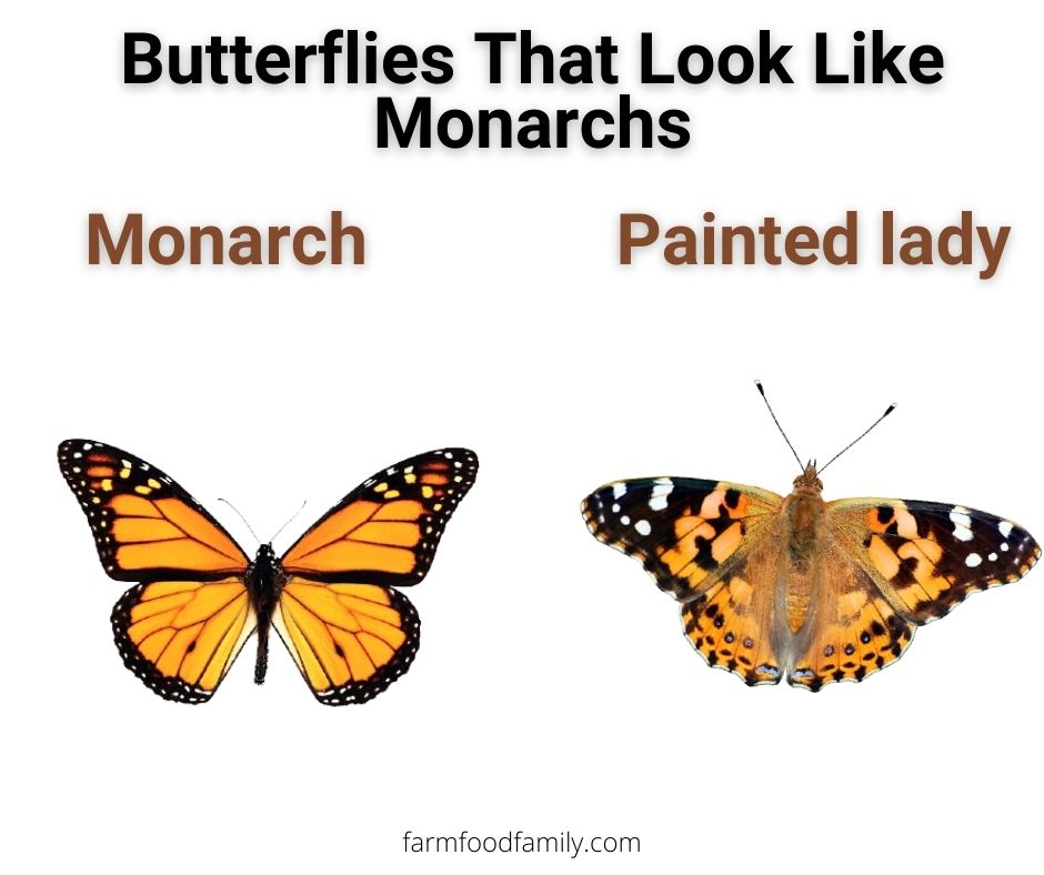 4 butterflies that look like monarchs