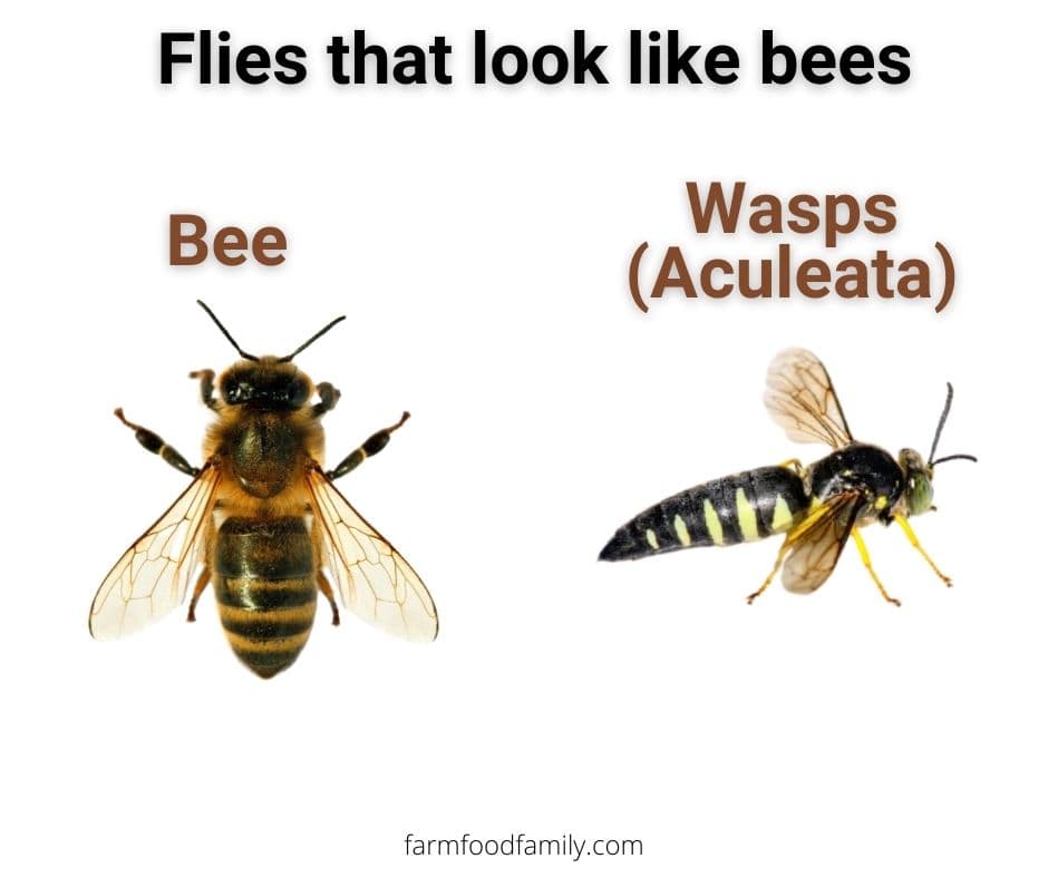 4 flies that look like bees