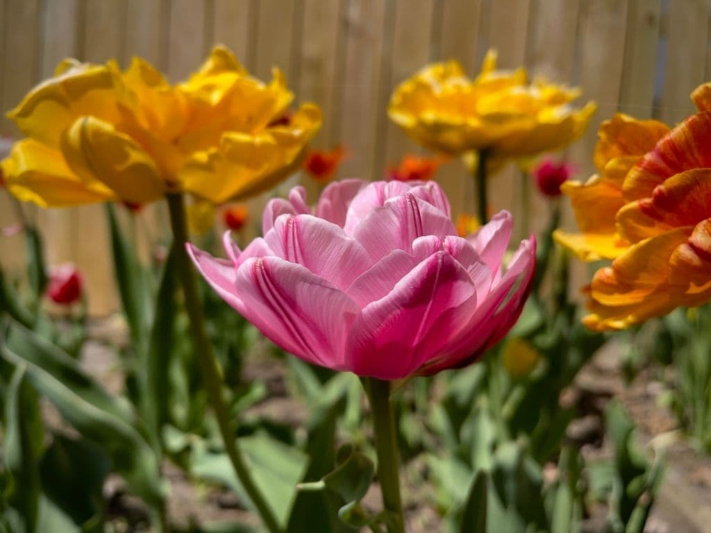 4 flowers that look like roses double tulips