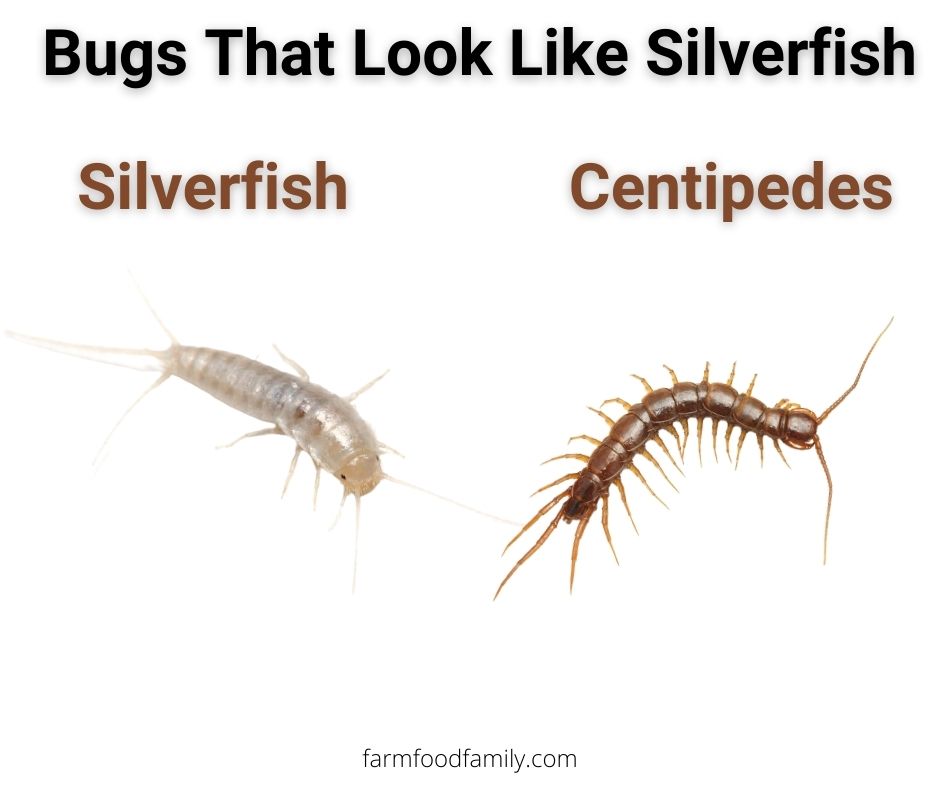 5 bugs that look like silverfish